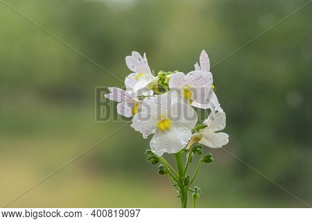 Macro Shot Of Wisley Vanilla Nemesia Flowers In Bloom