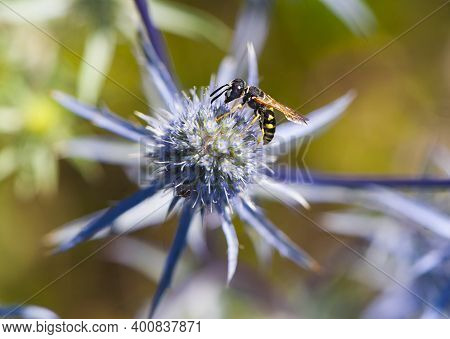 A Small Wasp Sits On A Flower Of A Blue Thorny Plant. Prickly Eryngium Caeruleum, Yellow-bellied Was