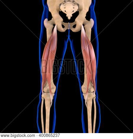 Biceps Femoris Muscle Image & Photo (Free Trial) | Bigstock