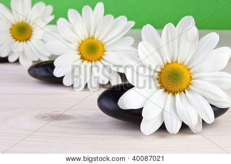 fiori bianchi con il concetto di pebbles.spa