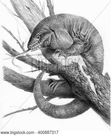 Red Iguana Tagu Sitting On A Branch. Monochrome Sketch Isolated On White Background. Realistic Lizar