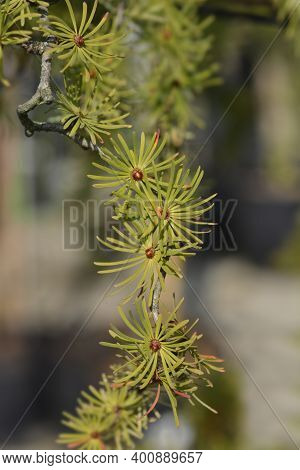Larch Diana Branch - Latin Name - Larix Kaempferi Diana