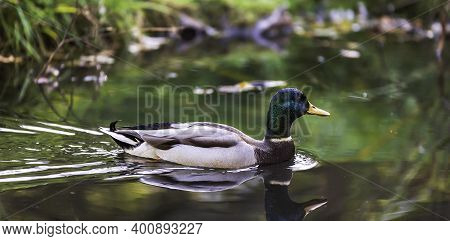 A Male Duck Swimming Around On A Beautiful Sunny Autumn Day In A Swedish Pond