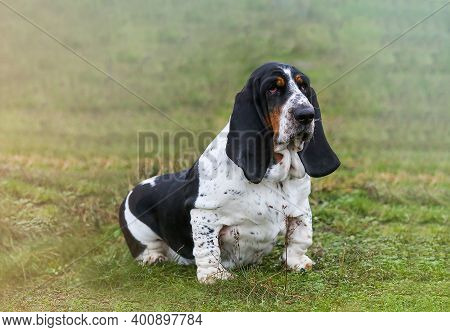 A Dog With Long Ears Sits On The Grass.