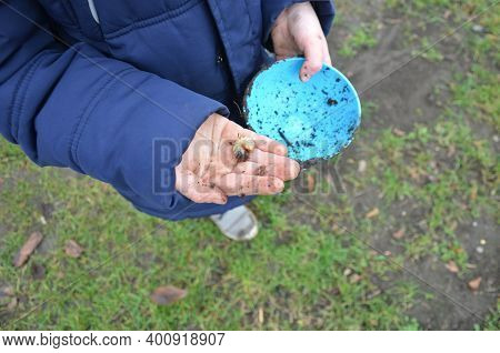 Poor Child With Dirty Little Hands Holding A Bow With A Bowl Of Caterpillar Larva Larvae. Young Natu