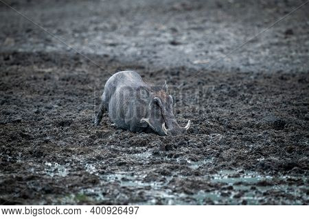 Common Warthog Kneels In Mud Eyeing Camera