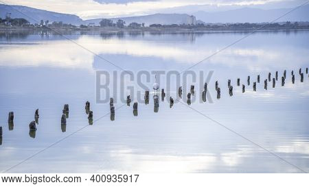 Pink Flamingo Looks For Food In The Molentargius Pond In Cagliari, Southern Sardinia