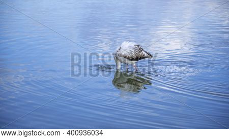 Young Flamingo Looks For Food In The Molentargius Pond In Cagliari, Southern Sardinia
