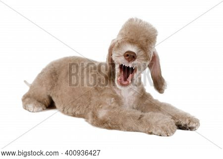 Beige Bedlington Terrier Puppy Dog Lying In The Studio With Its Mouth Wide Open Isolated On A White 