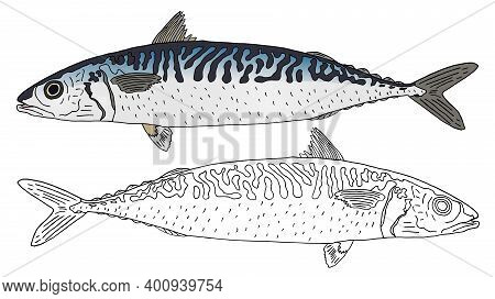 Beautiful Atlantic Mackerel Hand Drawn. Set, Colorful Fish And Black And White, Isolated. Seafood, D
