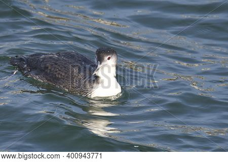A Picture Of A Common Loon Swimming In The Ocean.   White Rock Bc Canada