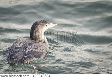 A Picture Of A Common Loon Swimming In The Ocean.   White Rock Bc Canada