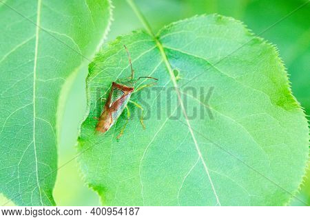 Macro Photo Of Stink Bug Insect Sitting On Green Leaf Of Tree In Summer
