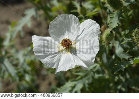 Prickly Poppy White Flower - Latin Name - Argemone Platyceras
