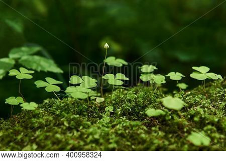 Leaves And Bud Of Wood Sorrel Growing Among Moss Close-up On Blurred Natural Background