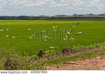 Flock Of Storks (ciconia Maguari) Flock In Fields Of The Pampa Biome In Southern Brazil