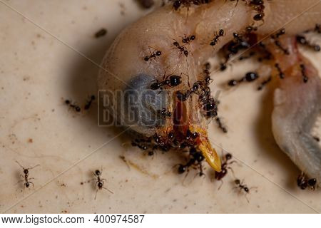 Ants Preying On A Dead Bird