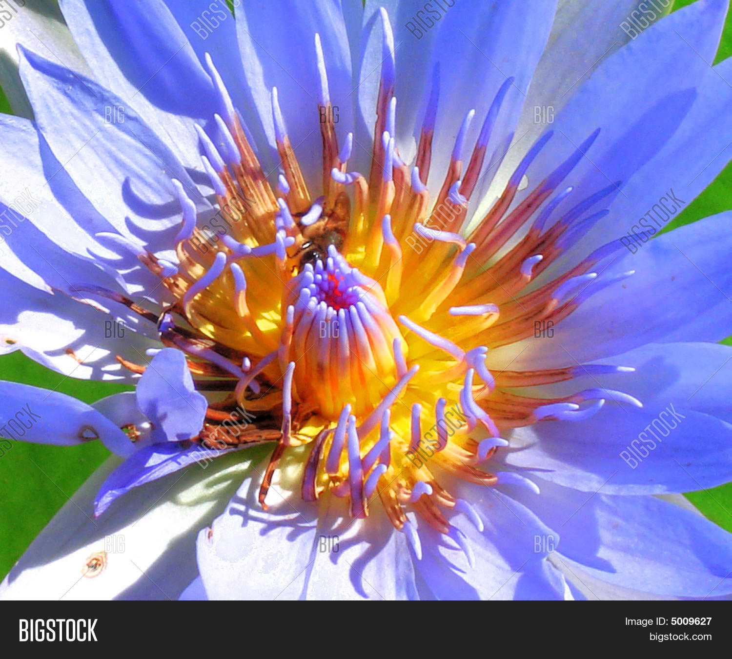 Image Preview
