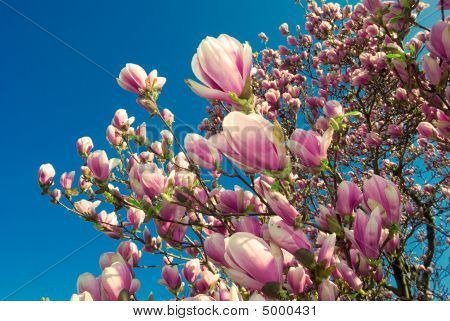 4 月に咲くマグノリアの木