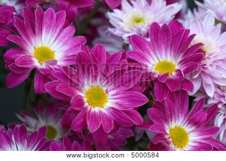 Asters