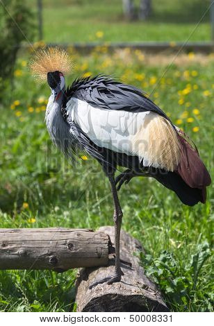 Crowned Crane