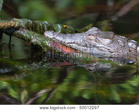 Baby Crocodile