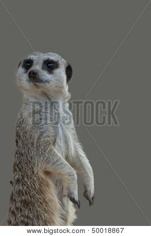Meerkat alone on grey background