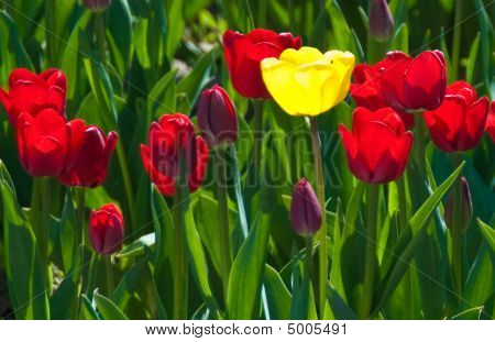 Tulipano