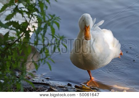 goose standing on one leg near the water
