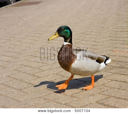 Canard colvert