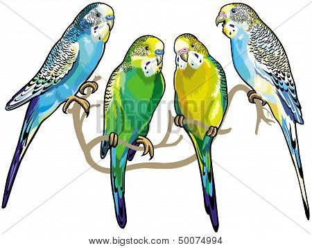 Budgerigar.