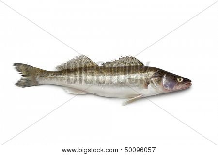 Fresh Zander fish on white background