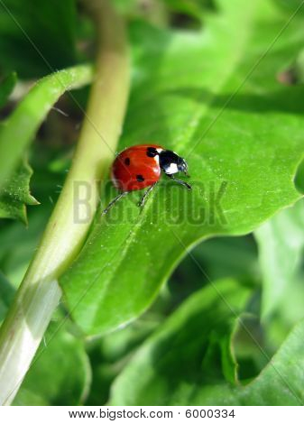 Hyönteisten Beetle