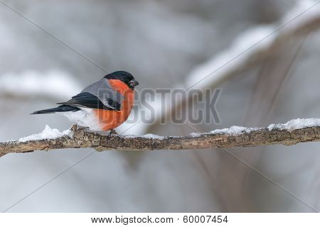 Bullfinch Sits On A Icy Branch