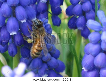 Bee Close Up