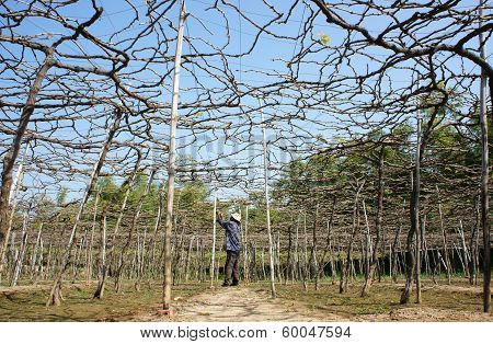 Caring for Vine At Vine Garden
