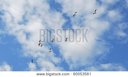 Flying Seagull On Blue Sky With Clouds