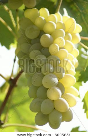 Grape1