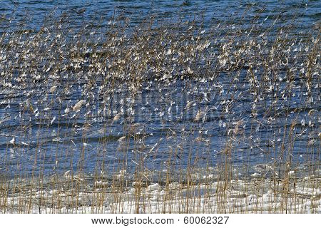 Frosted Reed