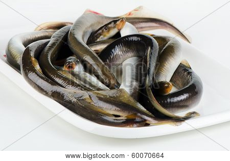 Lamprey