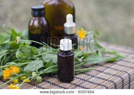 Medicinsk calendula