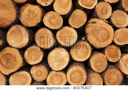 A Pile Of Cut Tree Trunks Giving A Nice View Of The Yearrings