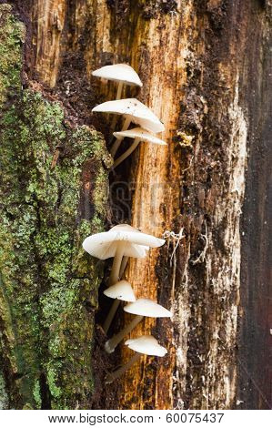 Group Of White Mushrooms Growing On A Tree Trunck In The Forest