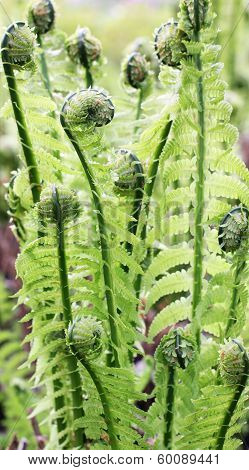 Leaves Of Spring Fern