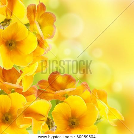 Yellow flowers on a white background, a spring primrose