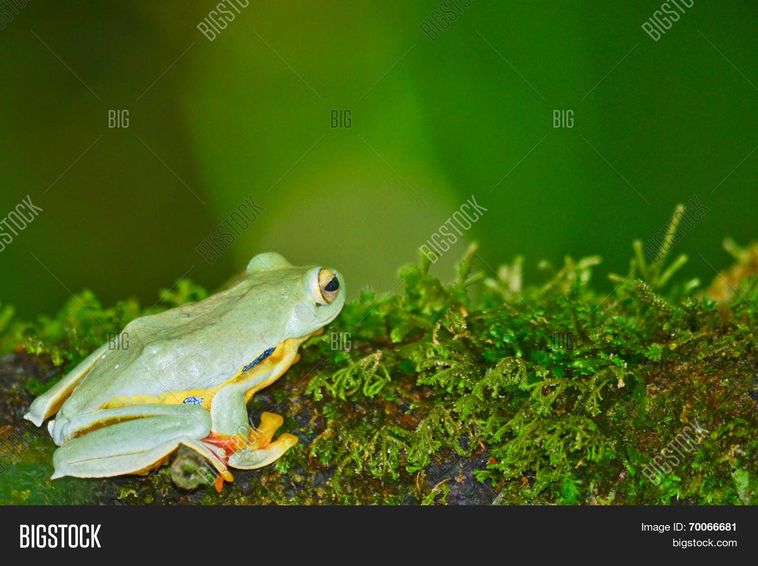 Image Preview