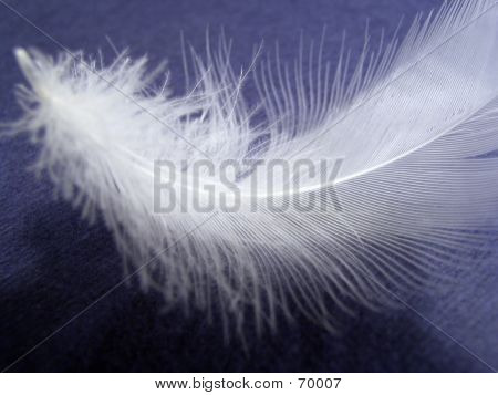 Feder auf blauem Hintergrund