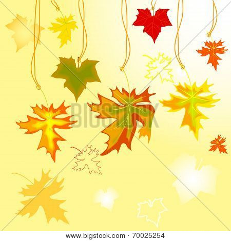 Autumn Maple  Leavse