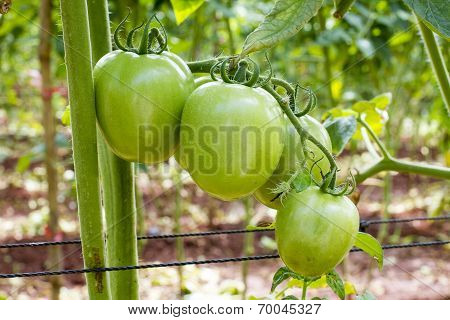 Ripe Tomato In Green Farm - Thailand