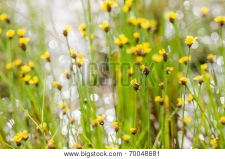 Xyris Yellow Flowers